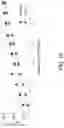 Fig. 22 - Method for tailoring dialysis treatment based on sensed potassium concentration in blood serum or dialysate