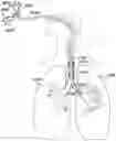 Fig. 01 - MEDICAL TUBES FOR SELECTIVE MECHANICAL VENTILATION OF THE LUNGS