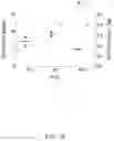 Fig. 22 - Inspiratory synthesis of nitric oxide