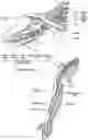 Fig. 14 - Systems and methods to place one or more leads in tissue for providing functional and/or therapeutic stimulation