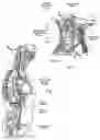 Fig. 16 - Systems and methods to place one or more leads in tissue for providing functional and/or therapeutic stimulation
