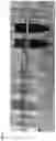 Fig. 07 - TASK SPECIFIC CHELATING IONIC LIQUIDS FOR REMOVAL OF METAL IONS FROM AQUEOUS SOLUTION VIA LIQUID/LIQUID EXTRACTION AND ELECTROCHEMISTRY