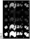 Fig. 04 - RADIONUCLIDE ADSORBENT, METHOD FOR PREPARING THE SAME AND METHOD FOR REMOVING RADIONUCLIDE USING THE SAME