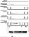 Fig. 26 - Electrochemical metabolic activity detecting device