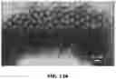 Fig. 27 - Electrochemical metabolic activity detecting device