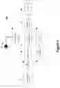 Fig. 05 - ELECTRIC SHAVER WITH IMAGING CAPABILITY