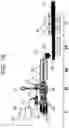 Fig. 07 - Extrusion device for the processing of plastics, which can be coupled to systems for supplying thermosetting and thermoplastic polymers