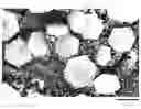 Fig. 01 - AFX-structure zeolite crystal, and synthesis method thereof