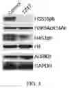 Fig. 05 - AURKB SMALL-MOLECULE INHIBITORS AND USES THEREOF