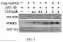 Fig. 06 - AURKB SMALL-MOLECULE INHIBITORS AND USES THEREOF
