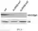 Fig. 09 - AURKB SMALL-MOLECULE INHIBITORS AND USES THEREOF