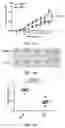 Fig. 19 - AURKB SMALL-MOLECULE INHIBITORS AND USES THEREOF