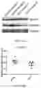Fig. 23 - AURKB SMALL-MOLECULE INHIBITORS AND USES THEREOF