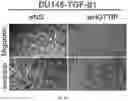 Fig. 33 - Compositions and methods for the delivery of nucleic acids