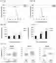 Fig. 03 - Epitope-substituted vaccine for use in improving safety and immunogenicity against dengue viruses