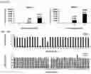 Fig. 04 - Epitope-substituted vaccine for use in improving safety and immunogenicity against dengue viruses