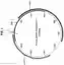 Fig. 02 - Porcine circovirus type 3 immunogenic compositions and methods of making and using the same