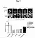 Fig. 09 - COMPOSITION COMPRISING RECOMBINANT FUSION PROTEIN OF PATHOGENIC ANTIGEN PROTEIN AND FLAGELLIN OF VIBRIO VULNIFICUS FOR PREVENTING, ALLEVIATING, OR TREATING AGING