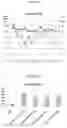 Fig. 13 - MICROPEPTIDES AND USE OF SAME FOR MODULATING GENE EXPRESSION