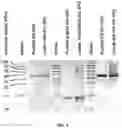 Fig. 02 - Methods for protein tyrosine phosphorylation profiling with variant SH2 domains