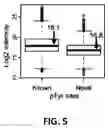 Fig. 06 - Methods for protein tyrosine phosphorylation profiling with variant SH2 domains