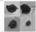 Fig. 06 - POLYPEPTIDE OF RECOMBINANT HUMAN BONE MORPHOGENETIC PROTEIN-2