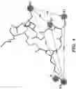 Fig. 16 - Modified integrin polypeptides, modified integrin polypeptide dimers, and uses thereof