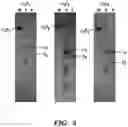 Fig. 17 - Modified integrin polypeptides, modified integrin polypeptide dimers, and uses thereof