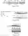 Fig. 08 - Methods of treating cancer by administering inhibitory RNA molecules targeting protease serine 2 (PRSS2) expression