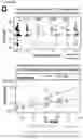Fig. 08 - Methods to identify immunogens by targeting improbable mutations