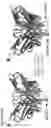 Fig. 15 - Methods to identify immunogens by targeting improbable mutations
