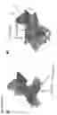 Fig. 18 - Methods to identify immunogens by targeting improbable mutations
