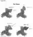 Fig. 49 - Methods to identify immunogens by targeting improbable mutations