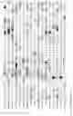 Fig. 95 - Methods to identify immunogens by targeting improbable mutations