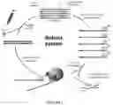 Fig. 02 - Engineered stable CH2 polypeptides