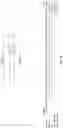 Fig. 02 - ANTIBODIES RECOGNIZING MEDIN