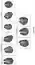 Fig. 33 - IL-11 antibodies