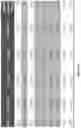 Fig. 48 - IL-11 antibodies