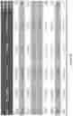 Fig. 52 - IL-11 antibodies