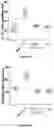 Fig. 62 - IL-11 antibodies