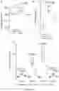 Fig. 64 - IL-11 antibodies