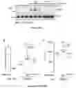 Fig. 68 - IL-11 antibodies