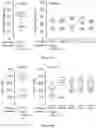 Fig. 71 - IL-11 antibodies