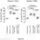 Fig. 74 - IL-11 antibodies
