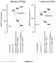 Fig. 75 - IL-11 antibodies