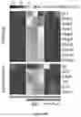 Fig. 78 - IL-11 antibodies