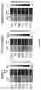Fig. 83 - IL-11 antibodies