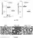 Fig. 86 - IL-11 antibodies