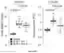 Fig. 87 - IL-11 antibodies