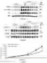 Fig. 90 - IL-11 antibodies